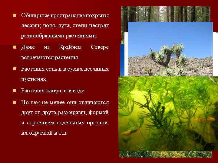 n Обширные пространства покрыты лесами; поля, луга, степи пестрят разнообразными растениями. n Даже на