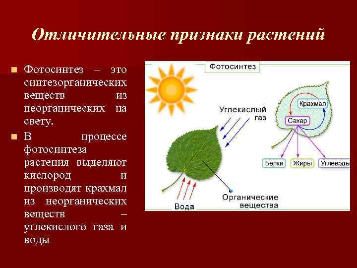 Что выделяют растения