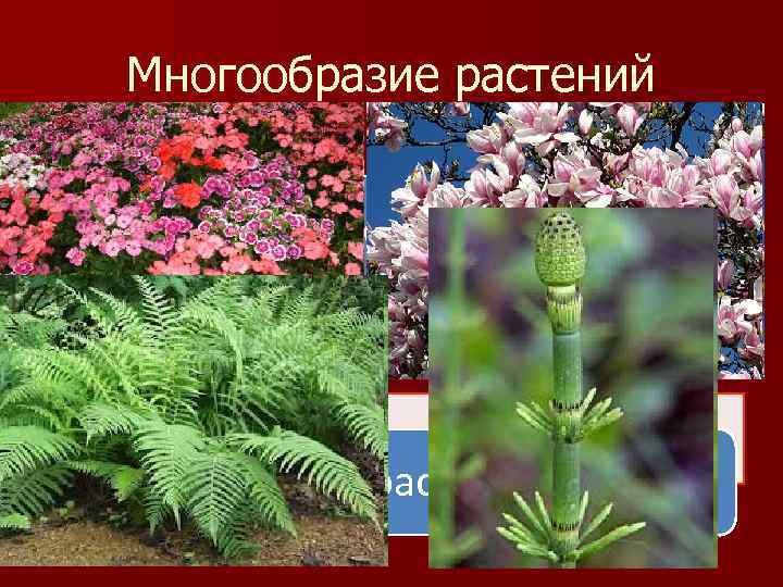 Разнообразие растений. Многообразные растения. Цветковые и нецветковые растения. Травы разнообразие растений. Многообразие растений фото.