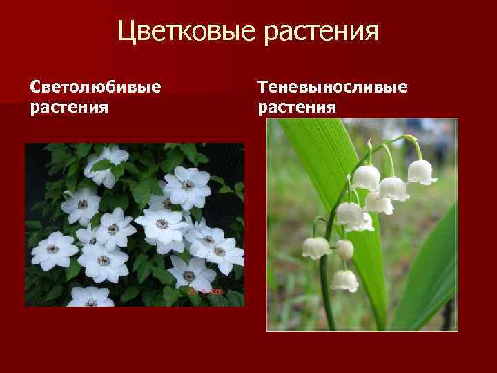 Цветковые растения Светолюбивые растения Теневыносливые растения 