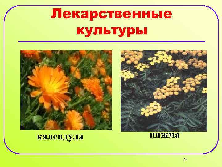 Лекарственные культуры календула пижма 11 