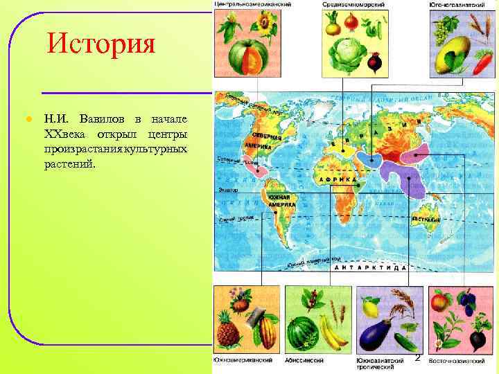 История l Н. И. Вавилов в начале XXвека открыл центры произрастания культурных растений. 2