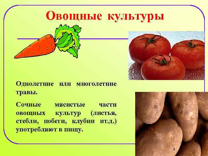 Овощные культуры в комнате богданова н с