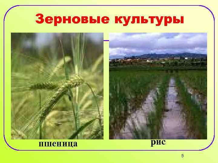 Зерновые культуры пшеница рис 5 