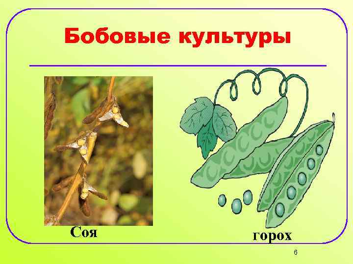 Бобовые культуры Соя горох 6 