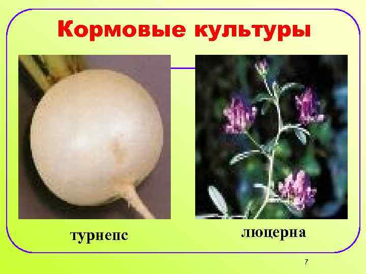 Кормовые культуры турнепс люцерна 7 