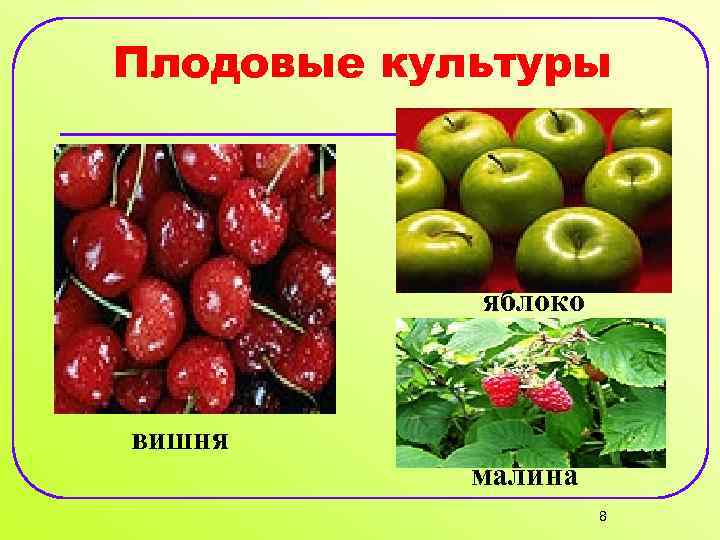 Плодовые культуры яблоко вишня малина 8 