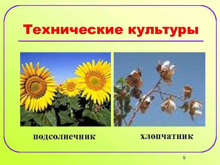 Технические культуры подсолнечник хлопчатник 9 