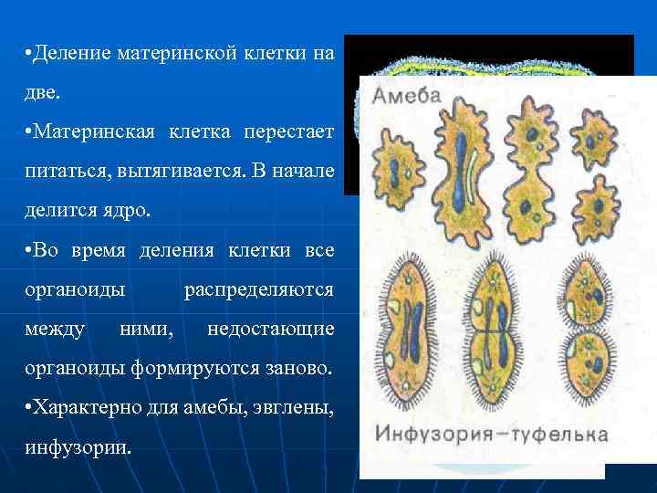  • Деление материнской клетки на две. • Материнская клетка перестает питаться, вытягивается. В