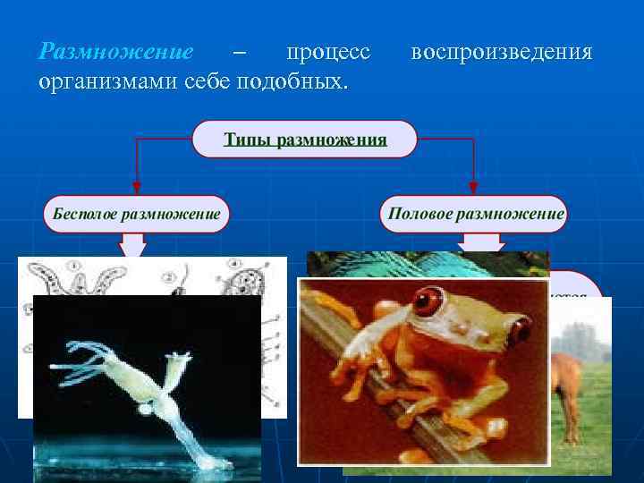 Воспроизведение себе подобных. Размножение это процесс. Размножение людей процесс. Воспроизведение организмами себе подобных размножение это. Процесс воспроизведения себе подобных организмов.