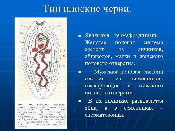 Гермафродиты как выглядит органы человека схема расположения у женщин