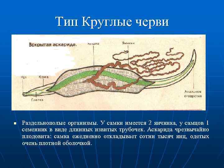 Тип Круглые черви n Раздельнополые организмы. У самки имеется 2 яичника, у самцов 1