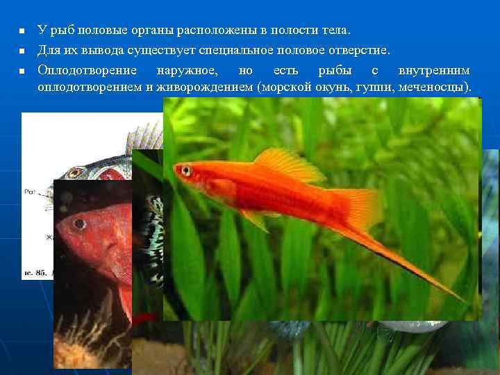n n n У рыб половые органы расположены в полости тела. Для их вывода