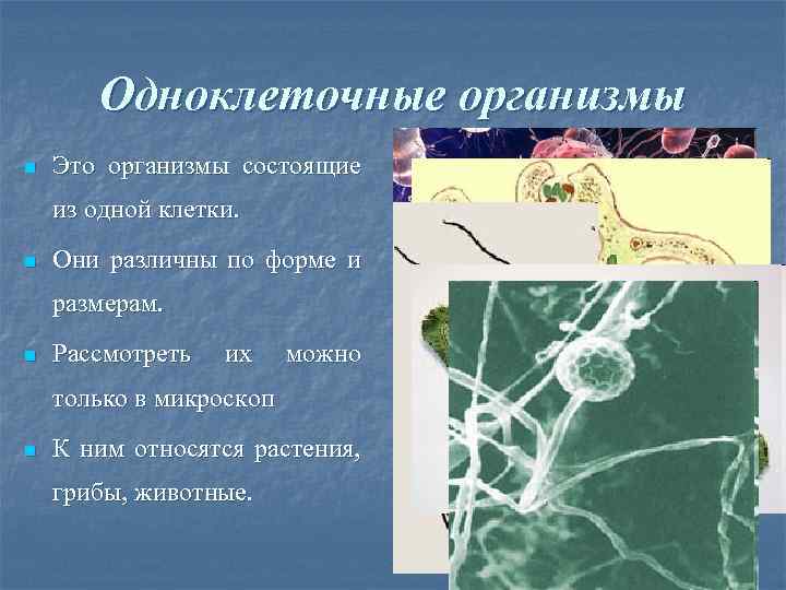 Одноклеточные организмы n Это организмы состоящие из одной клетки. n Они различны по форме