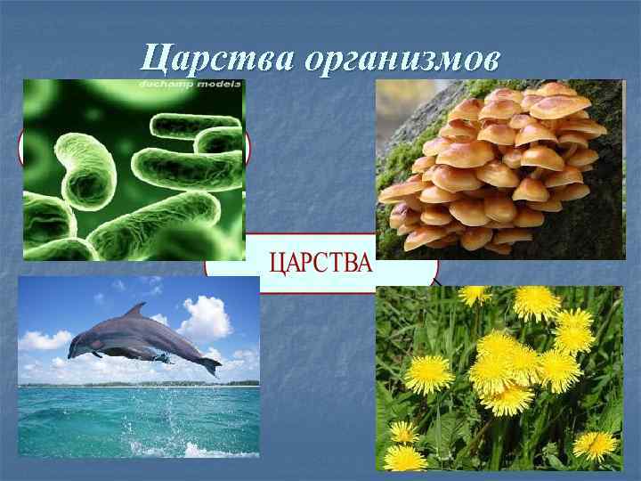 Царства организмов 