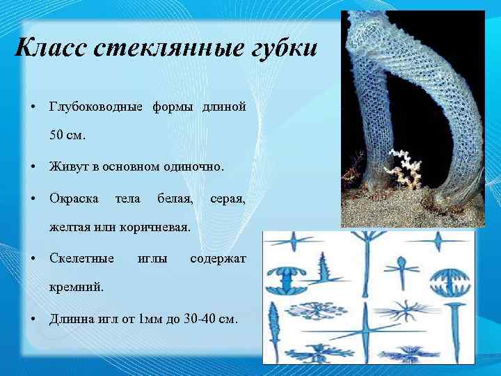 Класс стеклянные губки • Глубоководные формы длиной 50 см. • Живут в основном одиночно.
