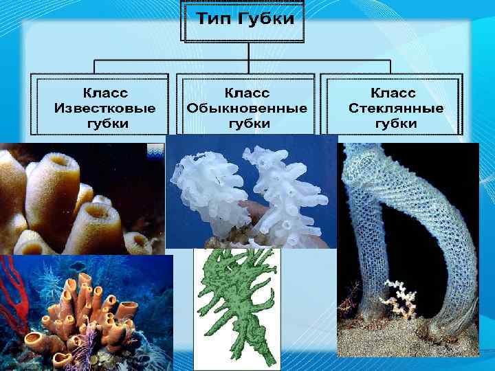 Название губок. Таблица Тип губки 7 класс биология. Классификация губок биология. Систематика губок таблица. Тип губки классификация.