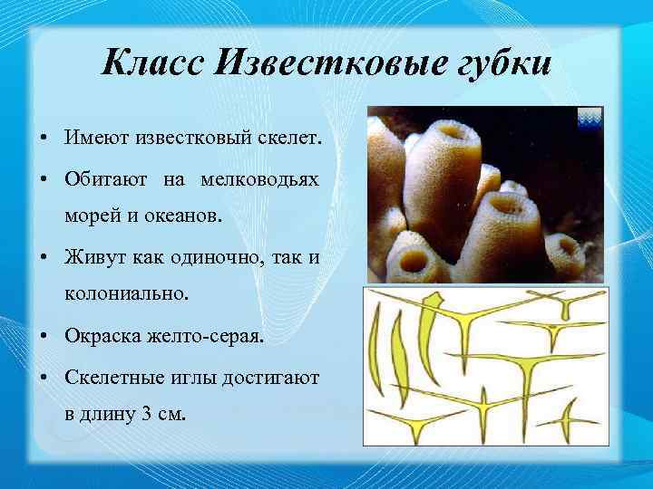 Название губок. Беспозвоночные,Тип губки,классы известковые. Известковые губки строение. Тип губки класс известковые. Характеристика класса известковые губки.