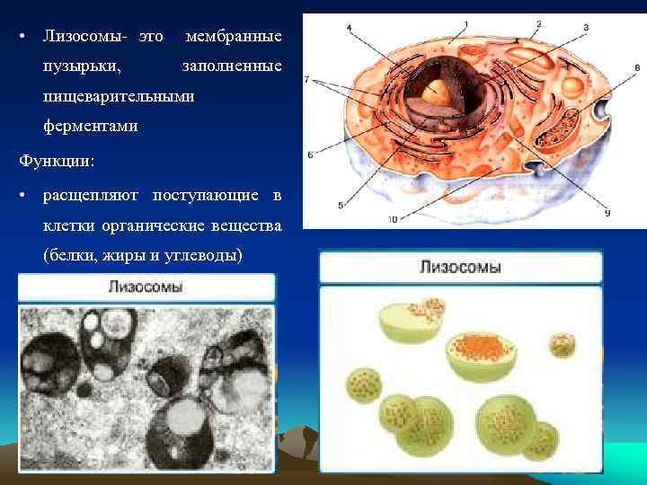  • Лизосомы- это мембранные пузырьки, заполненные пищеварительными ферментами Функции: • расщепляют поступающие в
