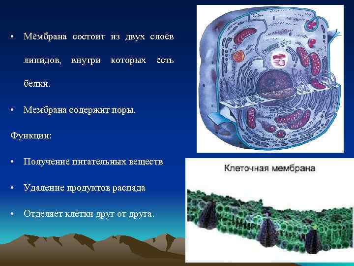  • Мембрана состоит из двух слоев липидов, внутри которых есть белки. • Мембрана