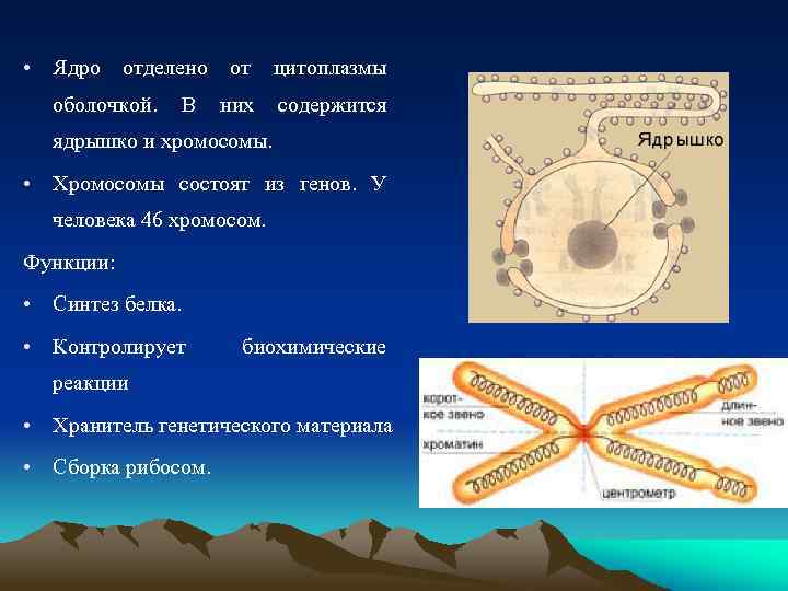  • Ядро отделено от цитоплазмы оболочкой. В них содержится ядрышко и хромосомы. •