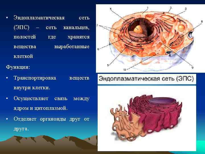  • Эндоплазматическая сеть (ЭПС) – сеть канальцев, полостей где вещества хранятся выработанные клеткой
