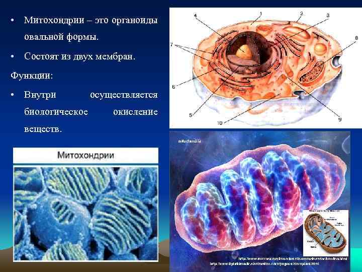  • Митохондрии – это органоиды овальной формы. • Состоят из двух мембран. Функции: