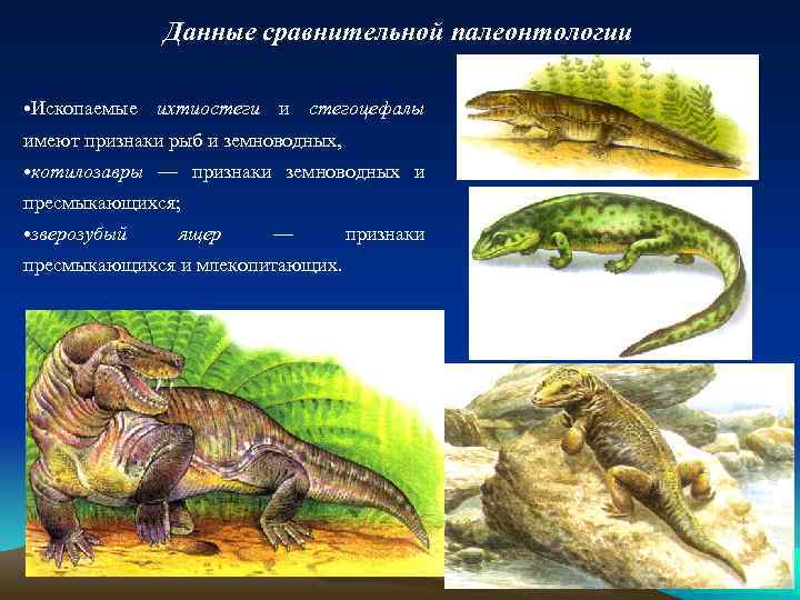 Данные сравнительной палеонтологии • Ископаемые ихтиостеги и стегоцефалы имеют признаки рыб и земноводных, •