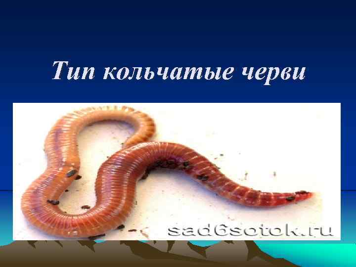 Тип кольчатые черви 