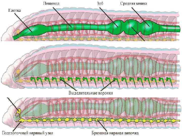 Крокодил спинной мозг дождевой червь. Выделительная система кольчатых. Тип выделительной системы кольчатых червей. Пищеварительная система малощетинковых кольчатых червей. Средняя кишка у кольчатых червей.