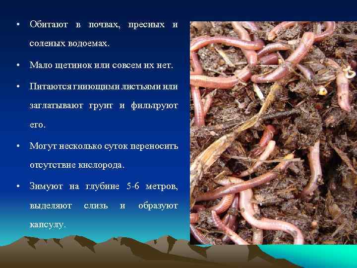  • Обитают в почвах, пресных и соленых водоемах. • Мало щетинок или совсем