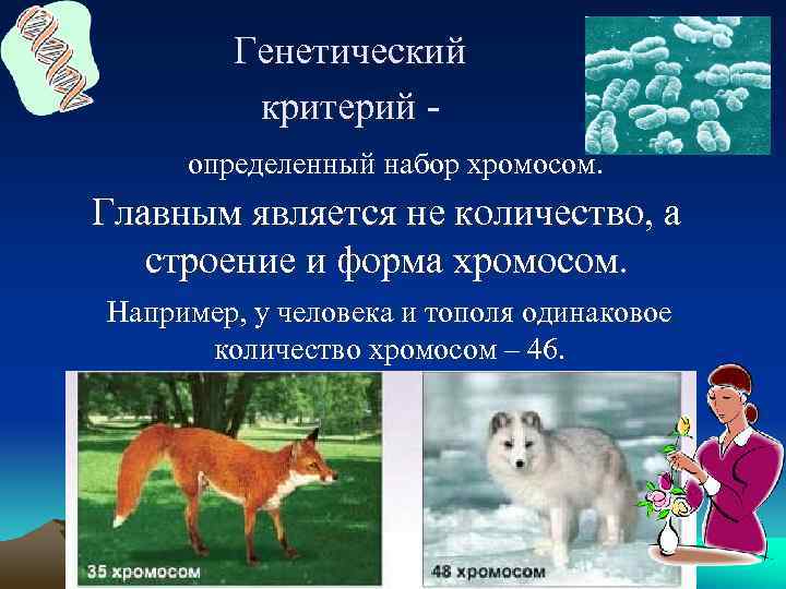 Генетический критерий определенный набор хромосом. Главным является не количество, а строение и форма хромосом.