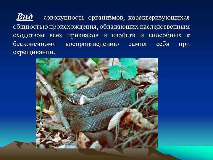 Вид – совокупность организмов, характеризующихся общностью происхождения, обладающих наследственным сходством всех признаков и свойств