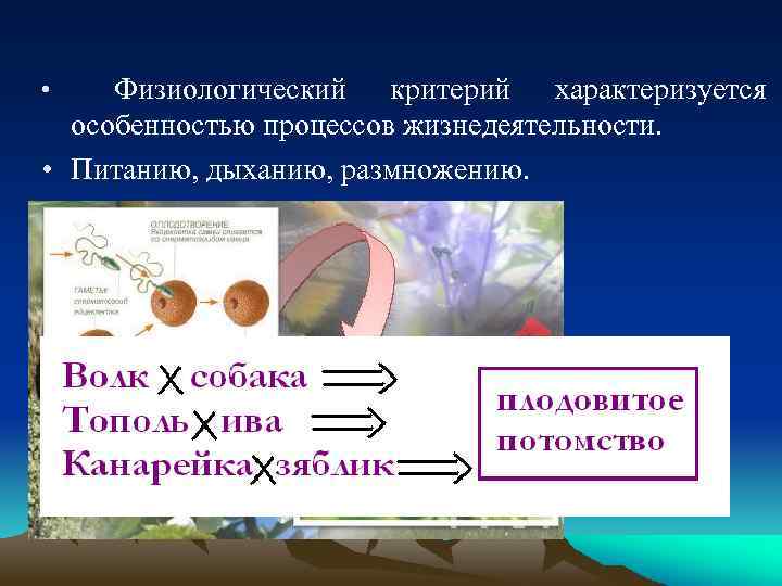Физиологический критерий характеризуется особенностью процессов жизнедеятельности. • Питанию, дыханию, размножению. • 