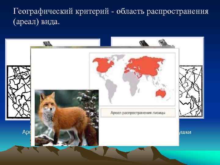 Географический критерий - область распространения (ареал) вида. Ареал сибирской лягушки Ареал травяной лягушки 