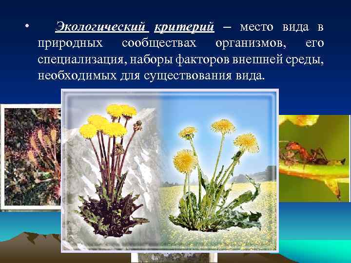  • Экологический критерий – место вида в природных сообществах организмов, его специализация, наборы