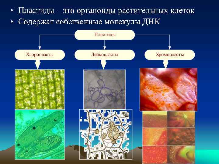 Пластиды митохондрии органоиды. Пластиды органоиды растительных клеток. Клеточные органоиды содержащие собственную ДНК. Пластиды животной клетки. Пластиды имеют ДНК.