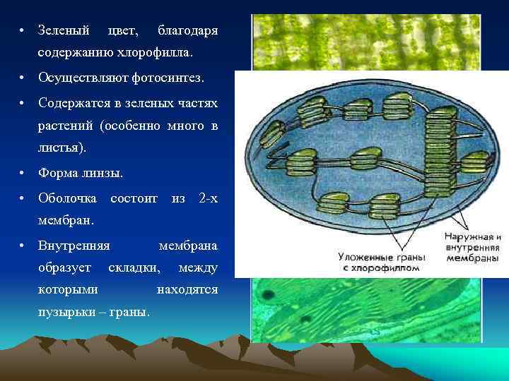 Фотосинтез пластиды