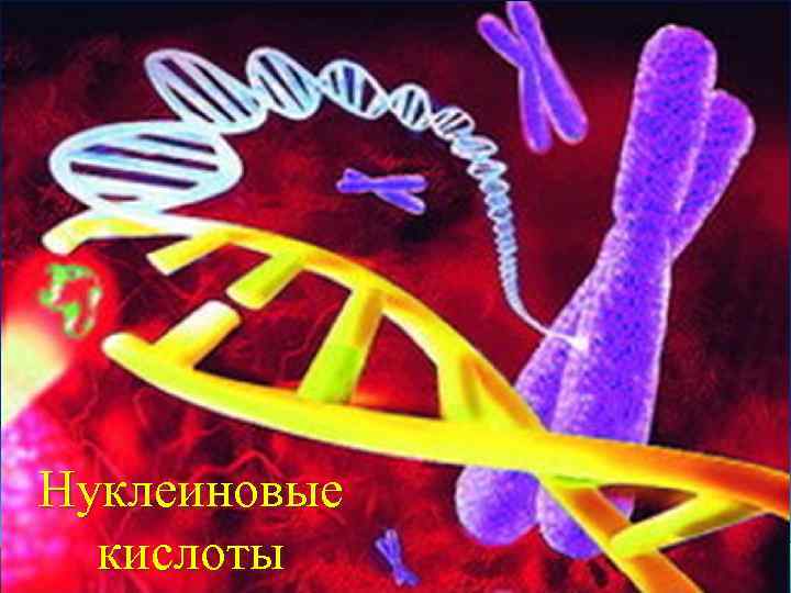 Нуклеиновые кислоты 