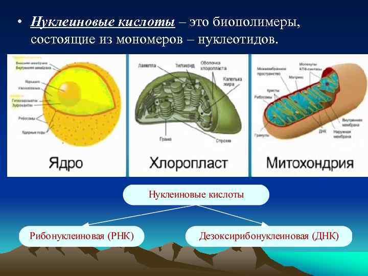  • Нуклеиновые кислоты – это биополимеры, состоящие из мономеров – нуклеотидов. 