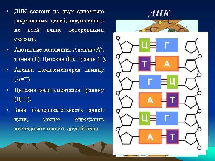 Из чего состоит днк