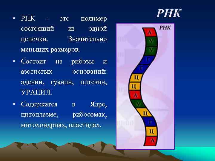  • РНК - это полимер состоящий из одной цепочки. Значительно меньших размеров. •