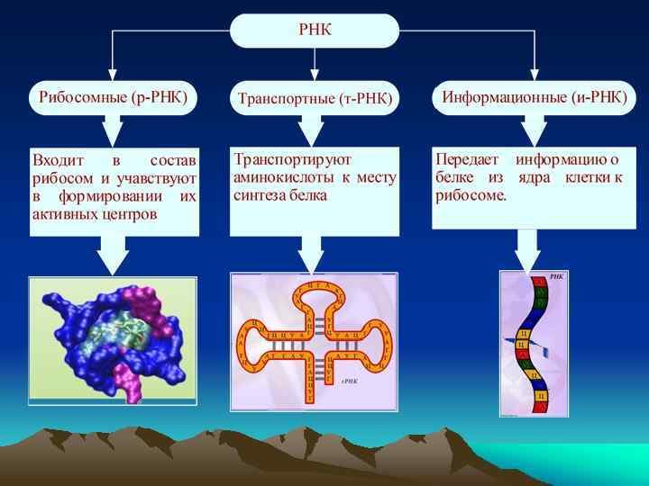 Ооо рнк. РНК информационная транспортная и рибосомная. Информационная РНК И транспортная РНК. Структура информационной РНК. Информационная РНК транспортная РНК рибосомная РНК.