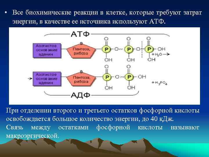  • Все биохимические реакции в клетке, которые требуют затрат энергии, в качестве ее