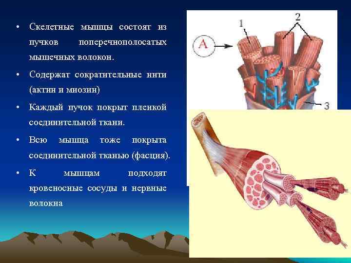 На рисунке изображены пучок мышечных волокон скелетной мышцы