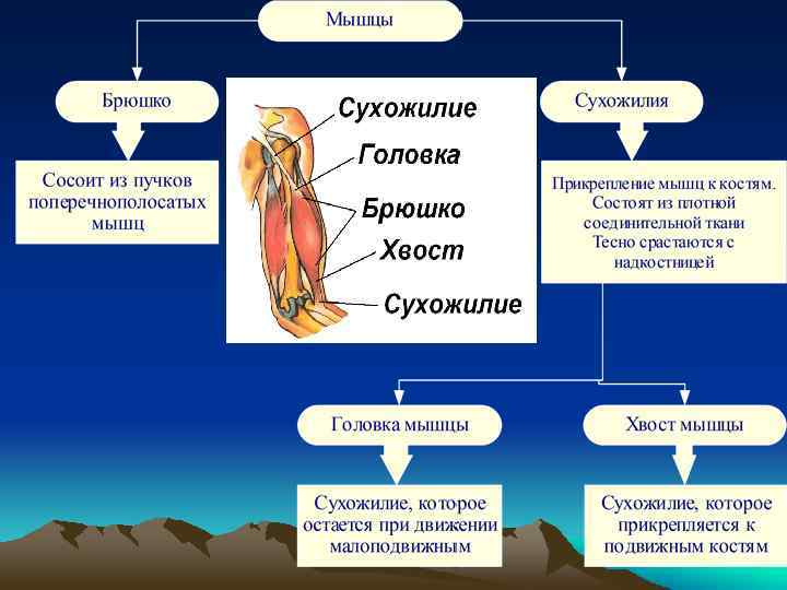 Скелетные мышцы 8 класс