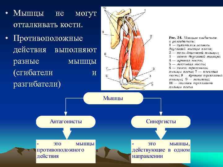 Мышцы противоположного