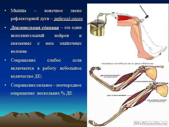 Мышцы рефлекторно. Звенья рефлекторной дуги. Конечное звено рефлекторной дуги. Скелетная мышца на дуге рефлекса. Рабочий орган рефлекторной дуги.