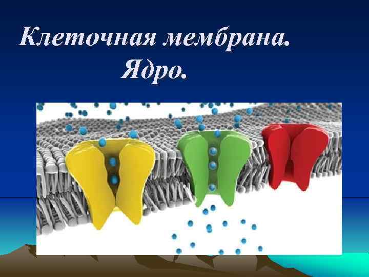 Клеточная мембрана. Ядро. 