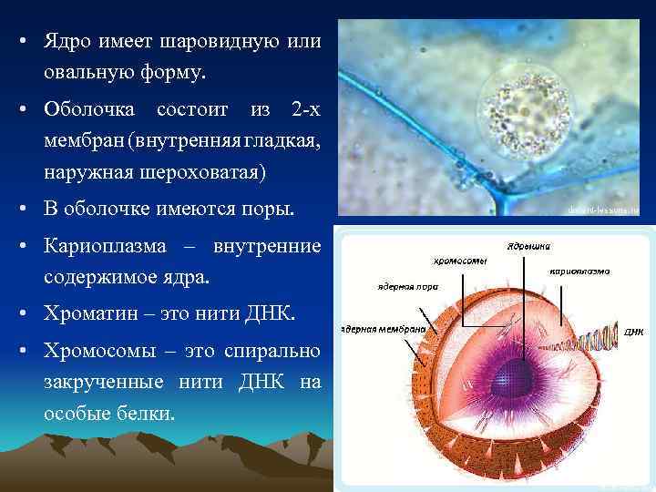 Ткань ядра клетки